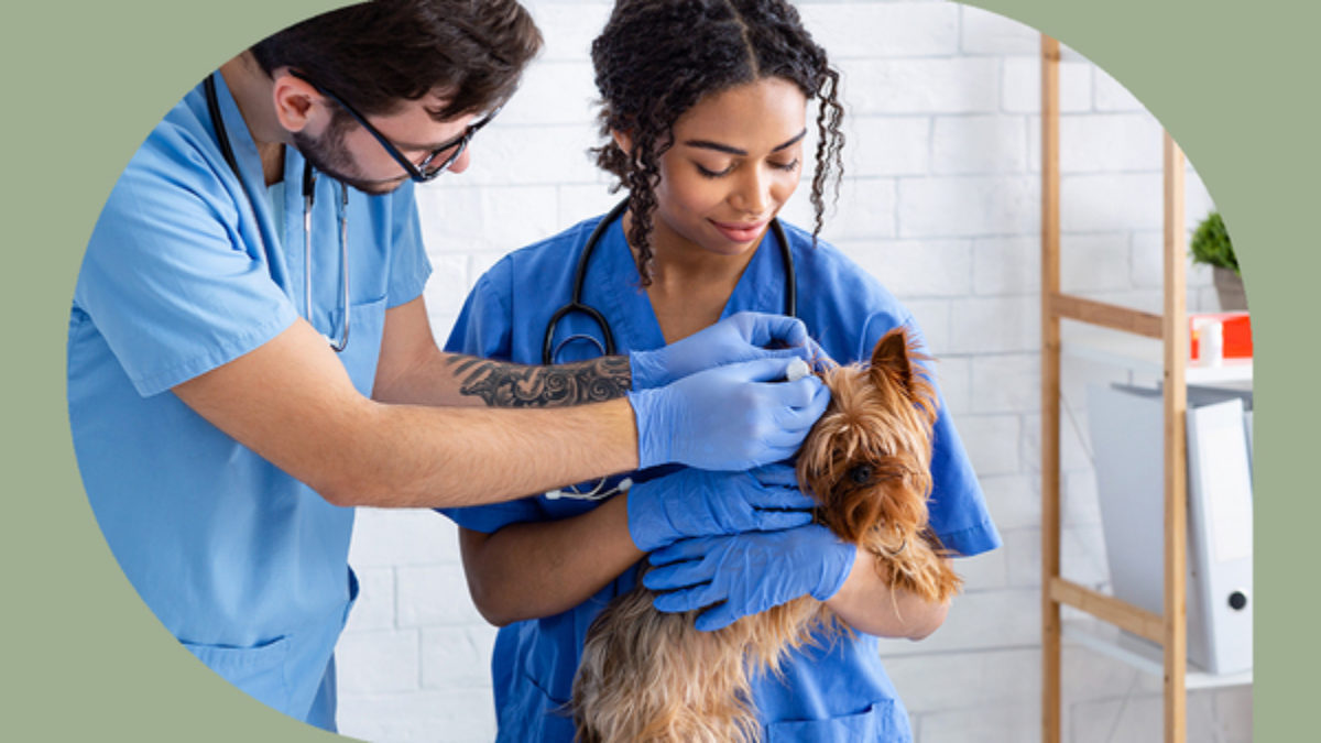 Veterinary Assistant Job Description Becoming One Top Trade School