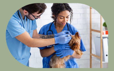 What Does a Veterinary Assistant Do?