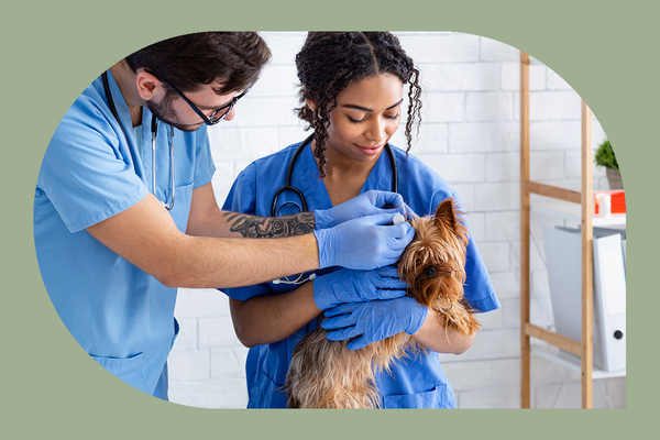 Veterinary Assistant Job Description and Education