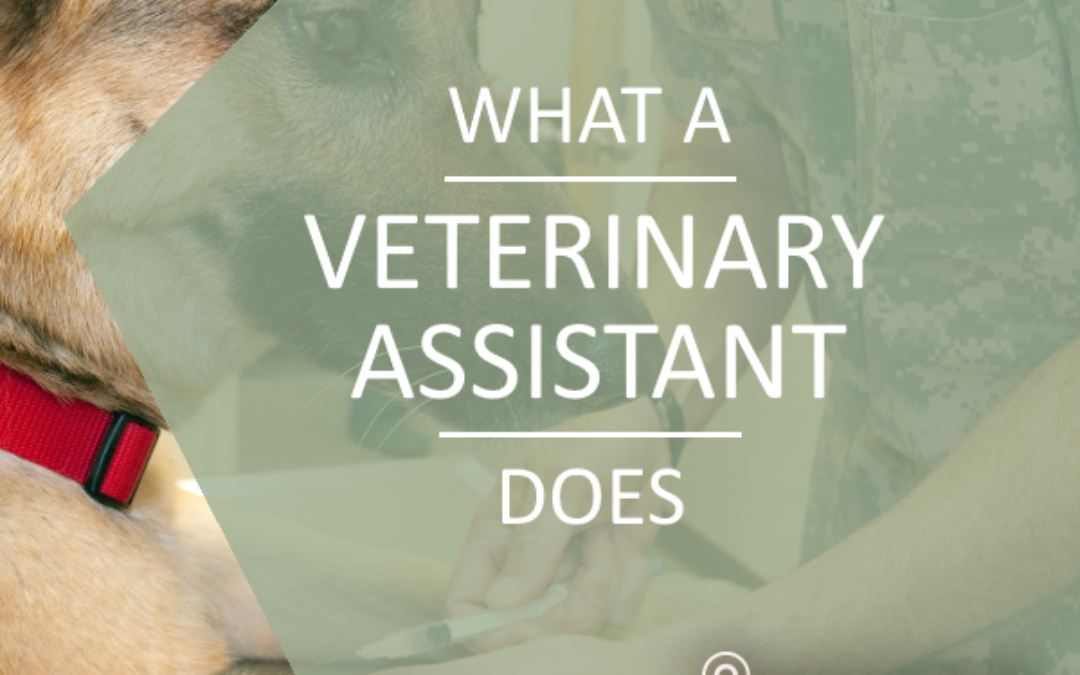 What Does A Veterinary Assistant Do 