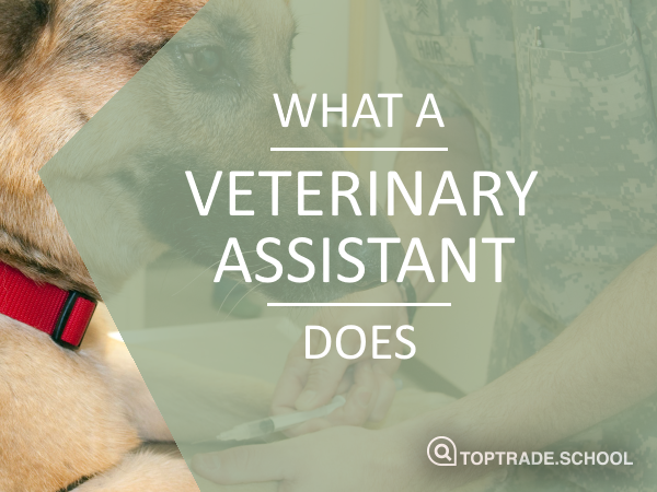 what-does-a-veterinary-assistant-do-watch-the-video